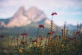 Red flowers with blurred Pedraforca mount in the background