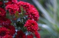 Red flowers bokeh photo Royalty Free Stock Photo