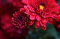 Red flowers bokeh photo Royalty Free Stock Photo
