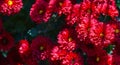 Red flowers bokeh photo Royalty Free Stock Photo