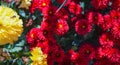 Red flowers bokeh photo Royalty Free Stock Photo