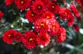 Red flowers bokeh photo Royalty Free Stock Photo