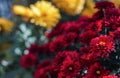 Red flowers bokeh photo Royalty Free Stock Photo
