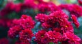Red flowers bokeh photo Royalty Free Stock Photo