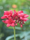 Red Flowers and Boken