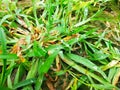 Rain drops on green grass potrait photography Royalty Free Stock Photo