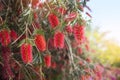 Red flowers of bottle brush tree (Callistemon) Royalty Free Stock Photo