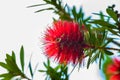 Red flowers of bottle brush tree Royalty Free Stock Photo