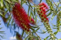 Red flowers of bottle brush tree Callistemon callistemon viminalis red Royalty Free Stock Photo