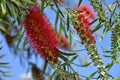 Red flowers of bottle brush tree Callistemon callistemon viminalis red Royalty Free Stock Photo