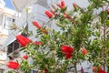 Red flowers of bottle brush tree Callistemon in the city Royalty Free Stock Photo