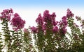 Red flowers of bottle brush tree Callistemon Royalty Free Stock Photo