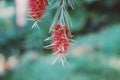 Red flowers of bottle brush tree Royalty Free Stock Photo