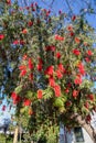 Red flowers from a bottlebrushes tree Royalty Free Stock Photo