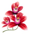 Red flowers branch. Exotic bright blossom plant