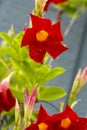 Red flowers of brazilian jasmine in a Connecticut garden