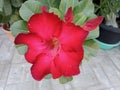 Red flowers, bright red azaleas blooming, beautiful, bright on the tree Royalty Free Stock Photo