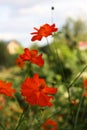 Red flowers