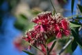 Red flowers of the Broad-leaved Paperbark Royalty Free Stock Photo