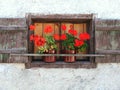 Red Flowers in brown window