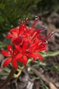 Red flowers of a Brunsvigia marginata plant