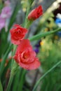 Red flowers and a bud of gladiolus macro closeup in the garden Royalty Free Stock Photo