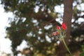 Red flowers and buds