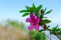 Pink flowers bueatiful at MonJam,ChiangMai Thailand.