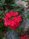 Red flowers buquet