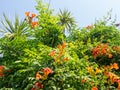 Red flowers on a bush. Beautiful garden. Element of nature