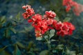 Red flowers of bush of Chaenomeles japonica Royalty Free Stock Photo
