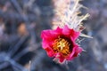 Red Flowers of Cactus or Buckhorn Cholla Royalty Free Stock Photo