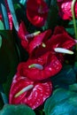 Red flowers called calla lilies.