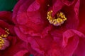 Bright red color Camellia flower, closeup/ macro photo;