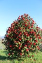 Red flowers of camellia