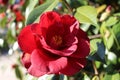 Red flowers of camellia