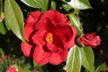 Red flowers of camellia