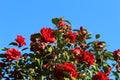 Red flowers of camellia