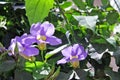 Flowers - Thunbergia grandiflora - Italy