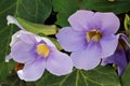 Flowers - Thunbergia grandiflora - Italy