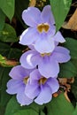 Flowers - Thunbergia grandiflora - Italy