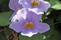 Flowers - Thunbergia grandiflora - Italy