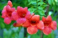 Red flowers of Campsis radicans