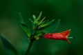 red flowers Canario Rojo (Dicliptera squarrosa)