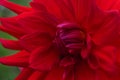 Red flowers center close-up Royalty Free Stock Photo