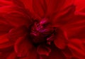 Red flowers center close-up Royalty Free Stock Photo