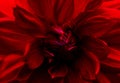 Red flowers center close-up Royalty Free Stock Photo