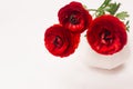 Red flowers in ceramics vase closeup on white wood board. Spring floral background with copy space. Royalty Free Stock Photo