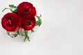 Red flowers in ceramics vase top view on white wood board. Spring floral background. Royalty Free Stock Photo