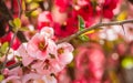 Japanese quince blooms in the garden Royalty Free Stock Photo